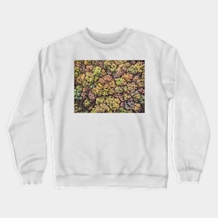 Aerial top down view of colorful autumn forest Crewneck Sweatshirt